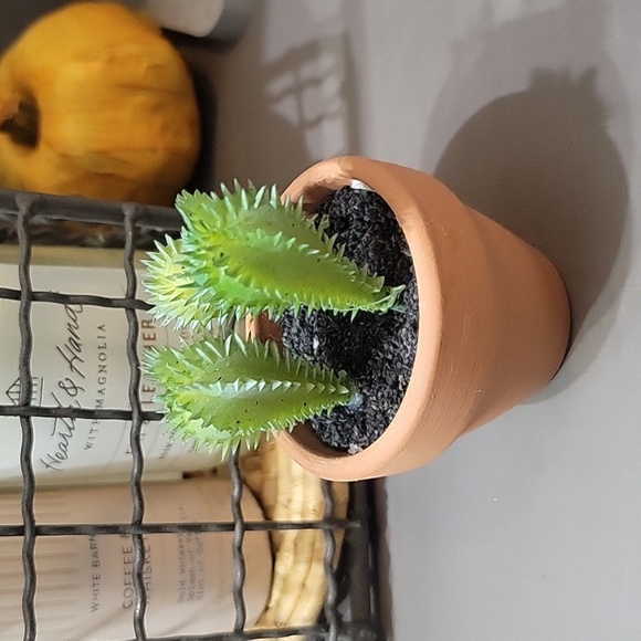 Other - Miniature Succulent Decor